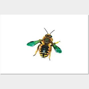 European Wool Carder Bee Posters and Art